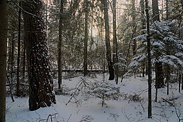 冬季,雪,視圖