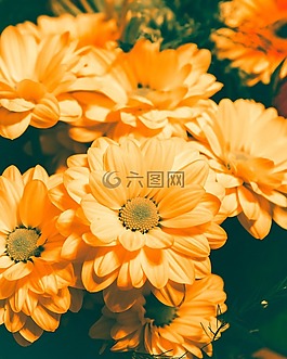 橙色,鮮花,花園