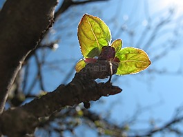 春,葉子,自然