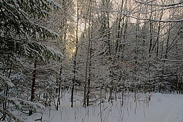 冬季,雪,視圖
