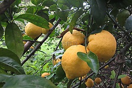 檸檬,樹,水果