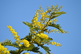 含羞草,花,黃色