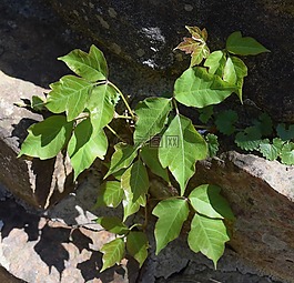 毒藤上的石头砌的墙,植物,新叶