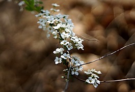 鮮花,春天,萩花