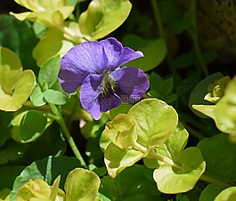 紫羅蘭色,moneywort,野花