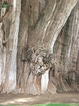 árbol del 图尔,树,树干
