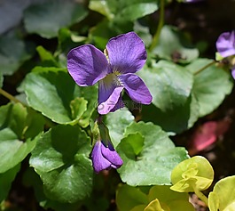 紫羅蘭色,moneywort,野花