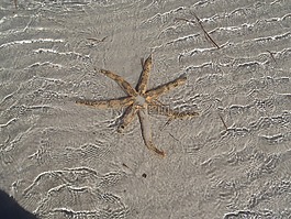 海星,海,落潮