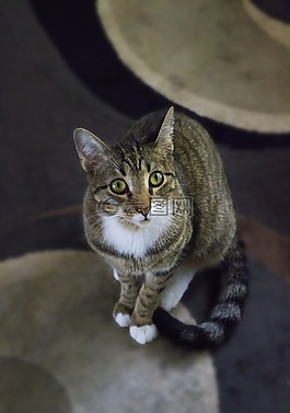 猫,当代,设计