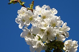 櫻桃,鮮花,性質(zhì)