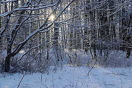 冬季,雪,視圖
