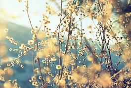 植物,花園,自然