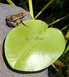 青蛙,信,石
