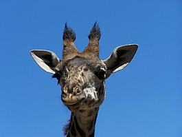 長頸鹿,動物園,頭