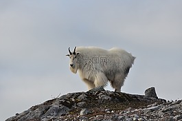 山羊,高峰,尋找