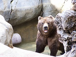 灰熊,棕色的熊,動物園