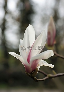 玉蘭,郁金香玉蘭,性質(zhì)