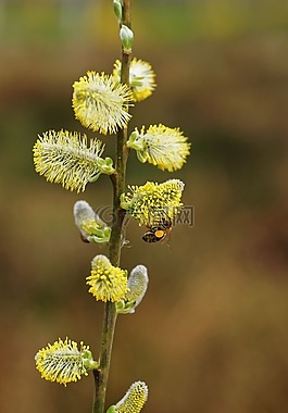 褪色柳,春天,太陽