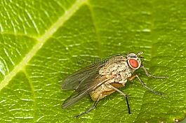 性質(zhì),動(dòng)物,昆蟲