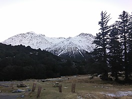 雪山,树,库克山