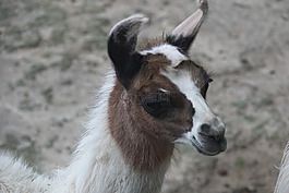 動物,哺乳動物,動物區(qū)系