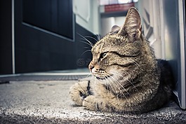 貓,寵物,動物