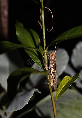 蝗蟲,昆蟲,antropod