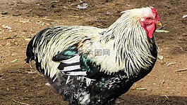 母雞,雞,家養(yǎng)