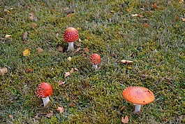 真菌,草,性質(zhì)