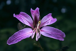 花,野花,紫羅蘭色