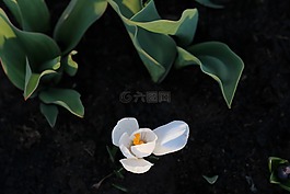 花,鮮花,光