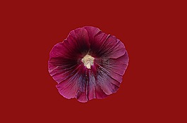 花,性質,粉色