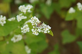 鮮花,秋季,memilkkot