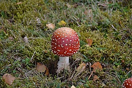 真菌,草,性質(zhì)