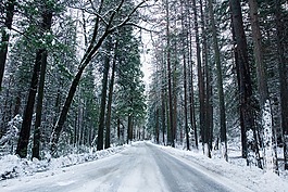雪,森林,方式