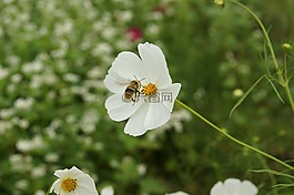 蜜蜂,鮮花,昆蟲(chóng)
