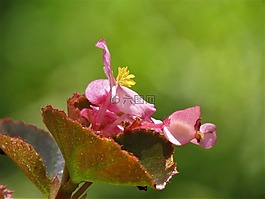 花,粉紅色,黃色