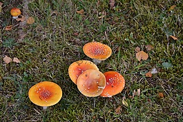 真菌,草,性質(zhì)