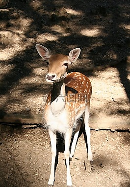 絨面革,動物,野生動物