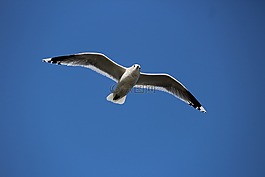 海鷗,鳥,飛行