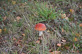 真菌,草,性質(zhì)