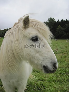 小馬,謝蒂,設(shè)得蘭群島小馬
