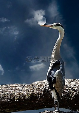 蒼鷺,鳥,動物