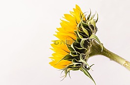 盛開,開花,花束