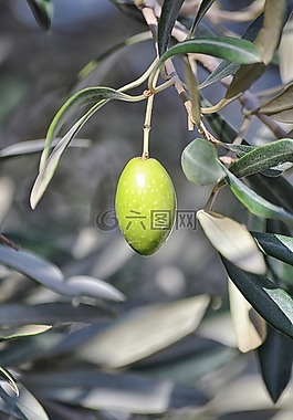 橄,農(nóng)業(yè),石油