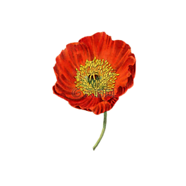 罌粟,花,廠