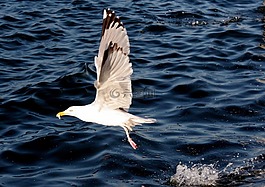 海鷗,鳥,飛行