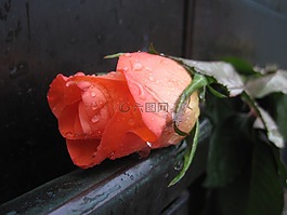 玫瑰,一滴水,開花