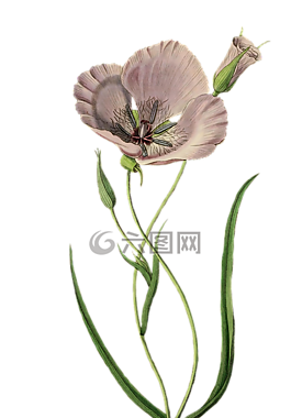 罌粟,花,廠