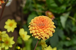 嬌琴紗,花,橙
